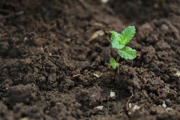 Earth with mint