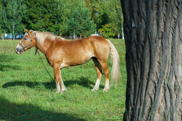 Naklejka na ściany i meble An adult horse is grazing in a green meadow. A horse on a chain in a field.