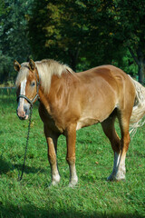 An adult horse is grazing in a green meadow. A horse on a chain in a field.