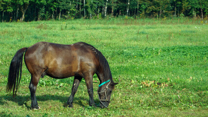 Fototapeta premium An adult horse is grazing in a green meadow. A horse on a chain in a field.