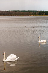 A beautiful white swan is floating on the water. A swan is swimming in the lake. There are large birds on the surface of the water.