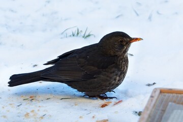 Blackbird, female standing in the snow. Czechia.