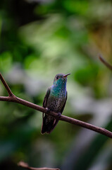 Hummingbird on a branch
