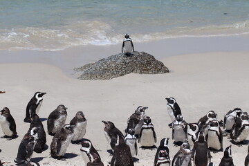 Lone penguin (Spheniscus demersus) separated from flock group family stands on sea rock like speaker at african sanctuary wild park Boulders Beach, Simon's Town near Cape Town, South Africa.