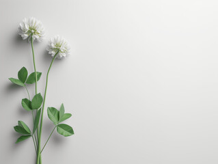 Fleurs sur fond blanc : vision minimaliste d'un trèfle en fleur, fleur de trèfle - obrazy, fototapety, plakaty