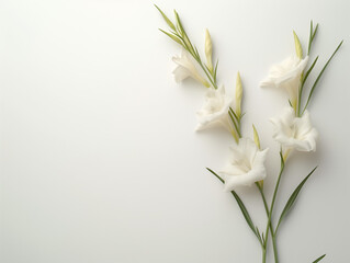 Fleurs sur fond blanc : vision minimaliste de glaïeuls (gladiolus) - obrazy, fototapety, plakaty
