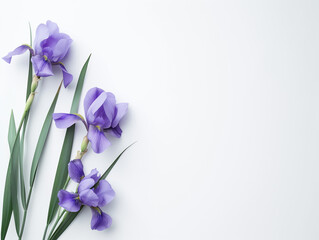 Fleurs sur fond blanc : vision minimaliste d'iris - obrazy, fototapety, plakaty