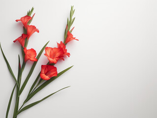 Fleurs sur fond blanc : vision minimaliste de glaïeuls rouges (gladiolus) - obrazy, fototapety, plakaty