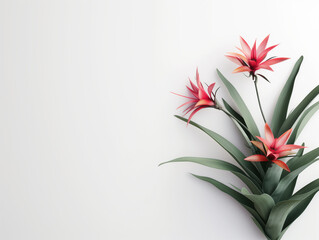 Fleurs sur fond blanc : vision minimaliste d'une bromelia (bromeliad) - obrazy, fototapety, plakaty