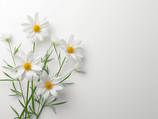 Fototapeta na wymiar Fleurs sur fond blanc : vision minimaliste de marguerites ou pâquerettes
