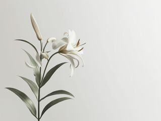 Fleurs sur fond blanc : vision minimaliste d'un lys - obrazy, fototapety, plakaty
