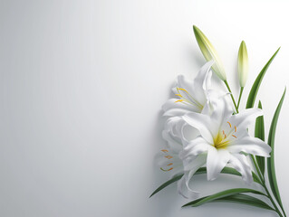Fototapeta na wymiar Fleurs sur fond blanc : vision minimaliste d'un lys