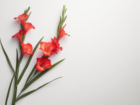 Fleurs sur fond blanc : vision minimaliste de gla&iuml;euls rouges (gladiolus)