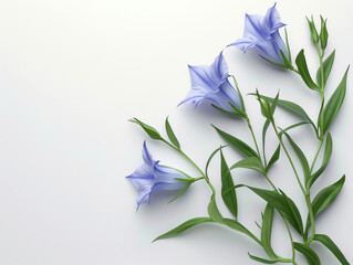 Fleurs sur fond blanc : vision minimaliste de gentianes (gentiana)