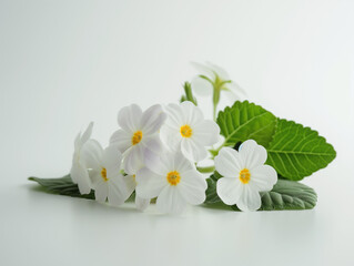 Fleurs sur fond blanc : vision minimaliste d'une primevère de printemps