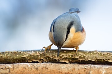 Nuthatch ( Sitta europae ) looks into the feeder. Czechia. 