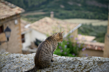 chat regardant un vieux village de colline dans le pays de Navarre en Espagne