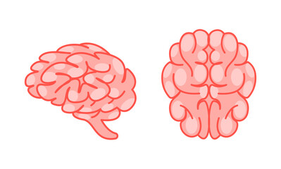 Human brain viewed from the side and top, in soft pink tones, representing the complexity of the human mind