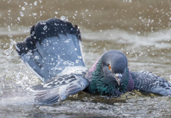 Colorful iridescent wild pigeon splashes and flaps in the water, while bathing in a Central Park...