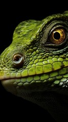 Fototapeta premium Close-up portrait of a reptile captured with a top-quality camera lens, isolated against a black background.