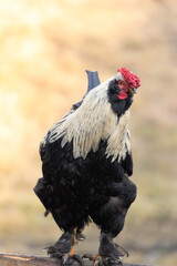 large rooster closeup - 732089125