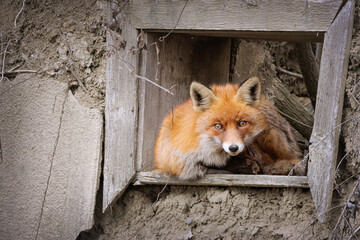 red fox at the window - 732089148