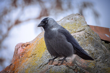 western jackdaw on a house roof
