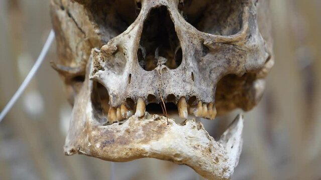 Old human skull. The face of death. Bones of human cranium