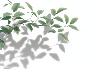 Shadow blurry plants leaves moving cutout transparent backgrounds 3d render png