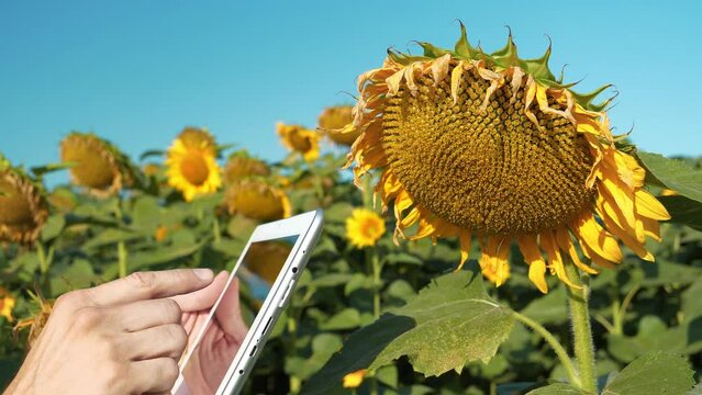 Agronomist stands at field of sunflowers and uses tablet computer. Agricultural worker takes video on tablet PC. Man films sunflower. Quality control of ripening of sunflower seeds before harvest