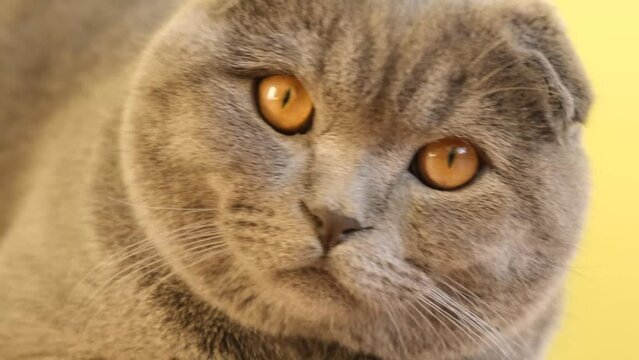A close up of a scottish fold cat looking at the camera on a yellow background