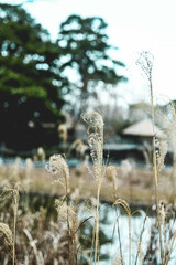 animals, zoo, adventure, travel, asia, rain forest, snake, lizard, fish, reptile, flags, food, desserts, turtle, water, pets, plants, flowers, building, asian, water, fountain, zen, japan, china, 