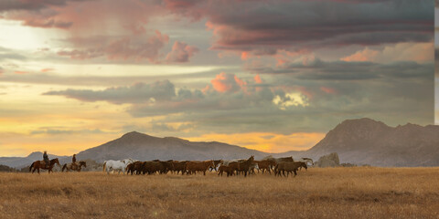 Mares and Foals golden hour wyoming sunset sunrise sky wranglers rancher