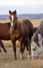 Quarter Horse Foal - obrazy, fototapety, plakaty