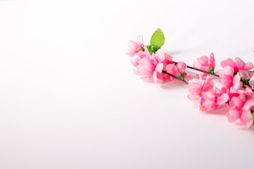 pink flowers on white