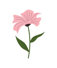 Meadow wild flower. Botanical vector illustration. Flowering plant. Flower plant blossomed. Hand drawn botanical illustration. Isolated vector on white background.