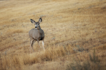 Mule Deer Doe Wyoming