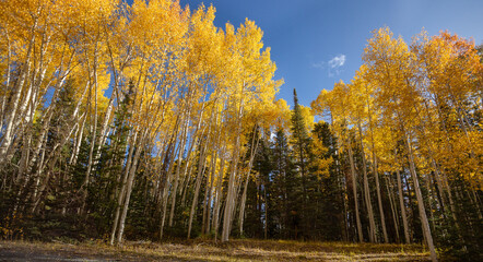 Golden Aspen Trees autumn