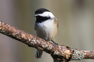Fototapeta premium Black-Capped Chickadee closeup.