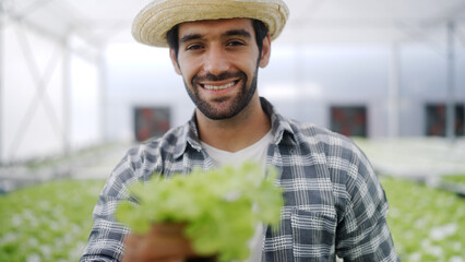 Farmers grow organic vegetables in greenhouses. - 732099153