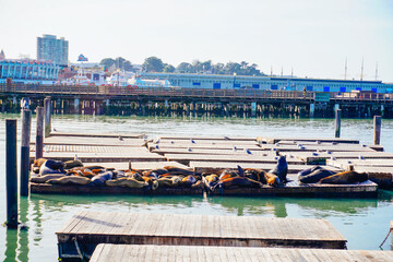 San Francisco, CA, USA: 01 17 2024: San Francisco fisherman's wharf pier landscape