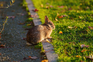Citylife, modern park in Milan, Italy. A rabbit