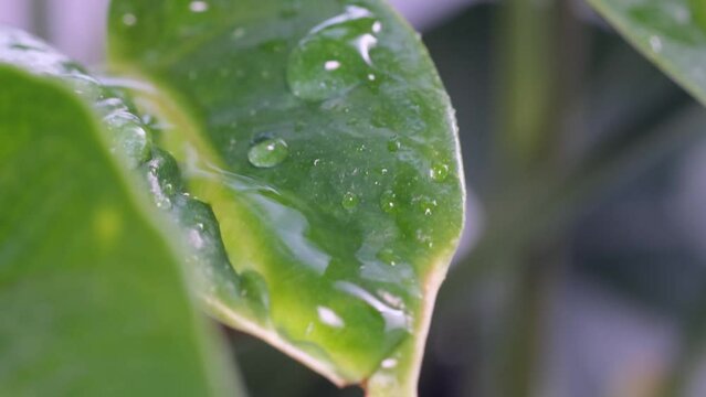 Macro photography of a green leaf with water drops