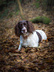 english springer spaniel