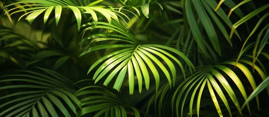 A detailed view of palm leaves in a lush jungle, showcasing the beauty of terrestrial plants, including trees, grasses, groundcovers, and ferns.