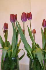 tulips in vase