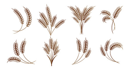 Set of spikelets of wheat, rye, barley. Brown design. Decor elements, logos, icons, vector - obrazy, fototapety, plakaty