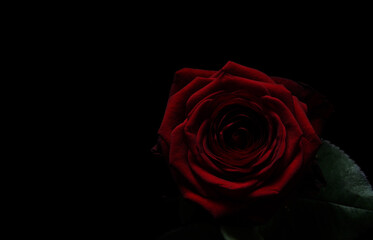 red rose on black