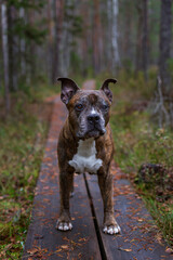 Portrait of an old American Staffordshire Terrier (or AmStaff) male dog standing on duckboards in the forest on a cloudy day in autumn.