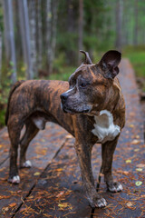 Portrait of an old American Staffordshire Terrier (or AmStaff) male dog standing on duckboards in the forest on a cloudy day in autumn.